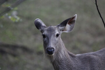 Sambar Deer in Ranathambore Jungle looking for food. Save wildlife concept. Magazine cover page...