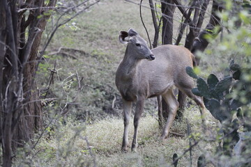 Sambar Deer in Ranathambore Jungle looking for food. Save wildlife concept. Magazine cover page photo. New release book cover page.