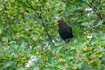Eine schwarz gelbe männliche Amsel sitzt in einem grünen Baum und singt