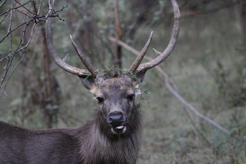 Sambar Deer in Ranathambore Jungle looking for food. Save wildlife concept. Magazine cover page photo. New release book cover page.