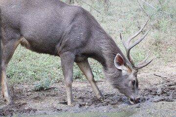 Sambar Deer in Ranathambore Jungle looking for food. Save wildlife concept. Magazine cover page photo. New release book cover page.