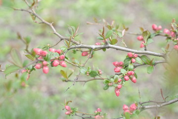 Buds of pink apple blossom on branches.