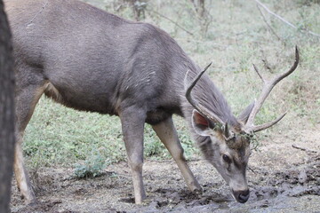 Sambar Deer in Ranathambore Jungle looking for food. Save wildlife concept. Magazine cover page photo. New release book cover page.
