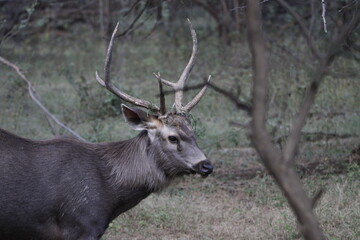 Sambar Deer in Ranathambore Jungle looking for food. Save wildlife concept. Magazine cover page photo. New release book cover page.