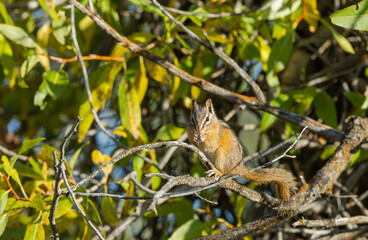 Cute Chipmunk in Wyoming in Autumn