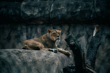 lion and lioness - obrazy, fototapety, plakaty