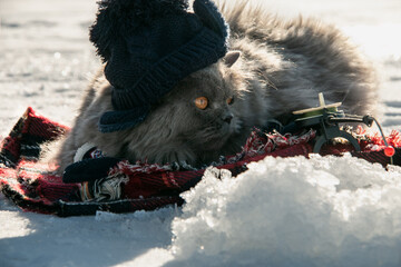 Funny cat in a knitted hat catches fish with a winter fishing rod on the ice of the lake. Cat with...