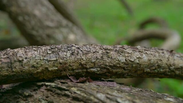 4K Video of Bauhinia winitii Craib tree, Thailand.