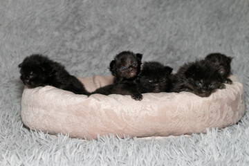 Little black Maine Coon kittens in a cat bed.