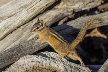 Cute Chipmunk in Wyoming in Autumn