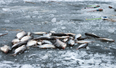 Caught fish lies on the ice. Winter fishing. Three winter fishing rods lie on holes drilled in the ice. Blurred background.