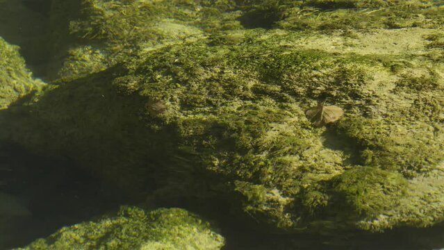 Rivi&egrave;re avec mousse verte au fond dans le soleil du matin