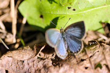 Pale Grass Blue butterfly, comfortably sunbathing in the autumn sunshine.