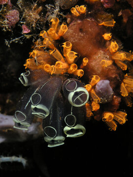  Tunicates