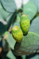 Vieste, Italy. Detail of succulent plant with green prickly pears. September 5, 2022.