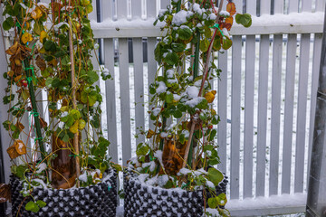 View of climbing strawberry plants in air pots against background of white fence covered with snow...