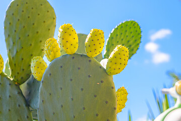 Vieste, Italy. Detail of succulent plant with green prickly pears against a blue sky background....