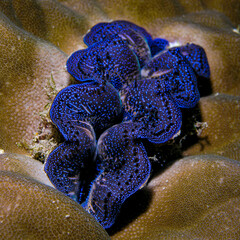  Iridescent giant clam