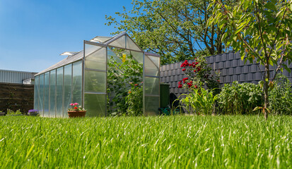 Polycarbonate greenhouse with cucumbers, tomatoes and flowers in a well-kept garden on fresh bright green grass on a sunny summer day. Corn, currant and rose bushes. Gardening concept.