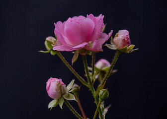 Beautiful pink roses blossom on black dark background and with copyspace