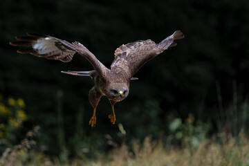 Common Buzzard (Buteo buteo) searching for food in the forest of Noord Brabant in the Netherlands.  Black background