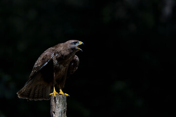 Common Buzzard (Buteo buteo) searching for food in the forest of Noord Brabant in the Netherlands.  Black background