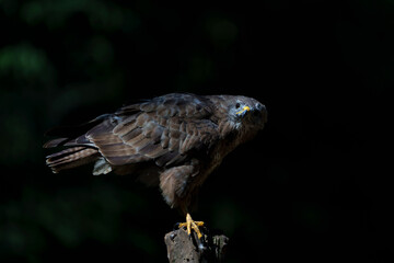 Common Buzzard (Buteo buteo) searching for food in the forest of Noord Brabant in the Netherlands.  Black background