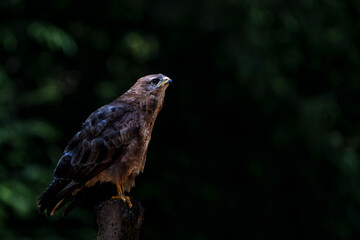 Common Buzzard (Buteo buteo) searching for food in the forest of Noord Brabant in the Netherlands.  Black background
