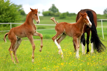 two chestnut foals jumping behind a gray mare against a green meadow