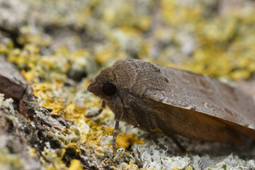 Closeup on the dark variant of the lesser yellow underwing, Noctua comes, sitting on wood