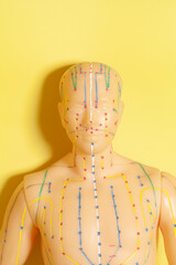 Medical acupuncture model of human