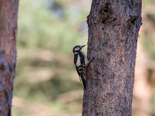 Great spotted woodpecker, Dendrocopos major, poses nicely in a tree, tapping a tree, building a hollow in a tree