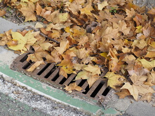 clogging a street drain in a city in autumn after the rain.