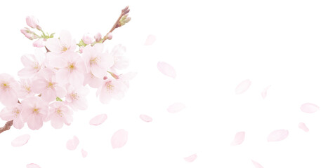 桜 イラスト リアル 背景 © akaomayo