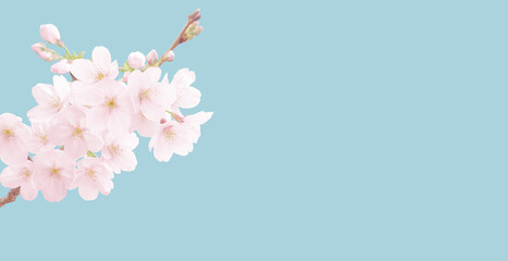 Fototapeta premium 桜 イラスト リアル 背景
