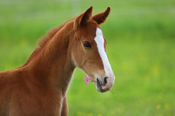 Naklejka na ściany i meble beautiful chestnut foal with a flower in its mouth against the background of a green meadow