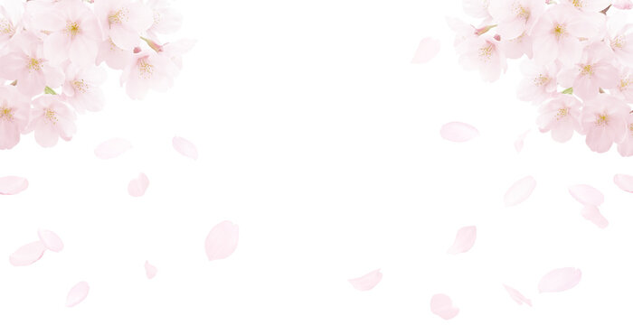 ソメイヨシノ の画像 86 222 件の Stock 写真 ベクターおよびビデオ Adobe Stock