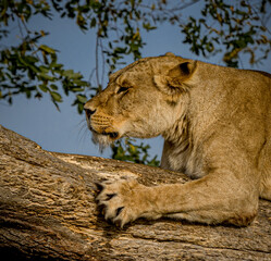 Close up of Female lion  scratching her claws on the tree bark