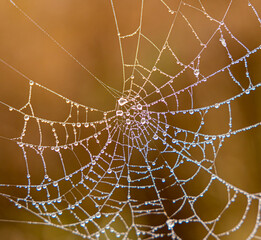 Spider web, orange background, macrophotography, insects, environmental concervation.CR3