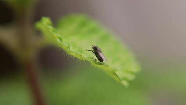 Fruit fly (Drosophila obscura) on organic surface, showing tiny body and natural behavior in humid habitat, commonly associated with decaying plant material.