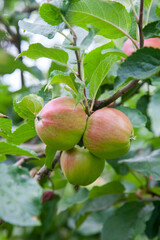 Shiny delicious green apples on a branch ready to be harvested in an apple orchard..
