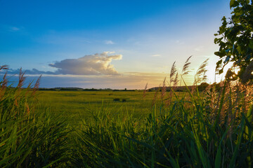 sunset over the field