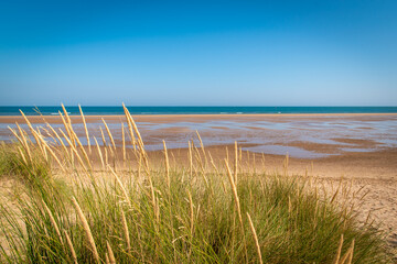 Fototapeta na wymiar grass on the beach