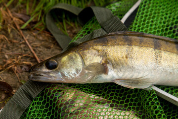 Freshwater zander on keepnet with fishery catch in it..