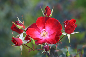 半八重咲きの赤いバラ (Wild Fire)