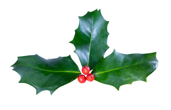 An isolated image for the festive season of holly leaves with red berries against a transparent background