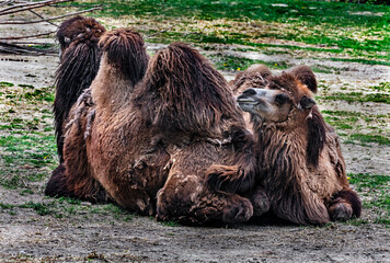Two bactrian camels on the ground. Latin name - Camelus bactrianus	