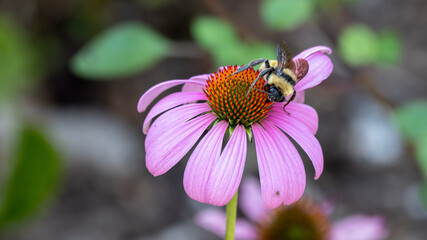 A single bumble bee drinking nectar from a pink flower