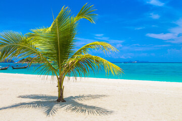 Obraz na płótnie Canvas Single palm tree on beach