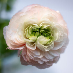 Beautiful soft tender background of cream ranunculus flower petals close up.